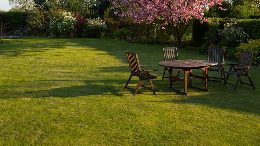 Image of a garden with beautiful cherry blossm tree and chairs