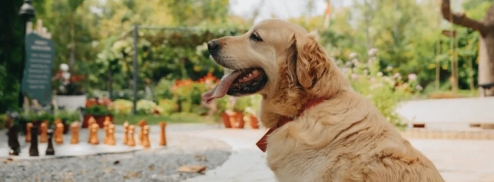 Dog standing on a paved path with trees in the background at Karma Chalets.