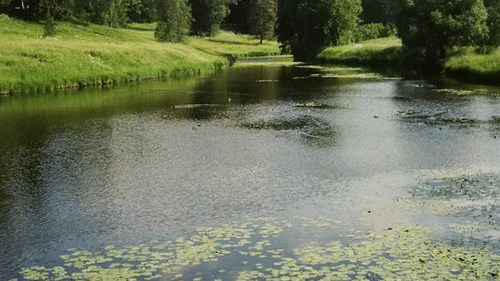 lake with lotus plants