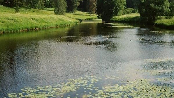lake with lotus plants