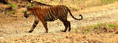 The Royal Bengal Tiger at Nagarhole National Park
