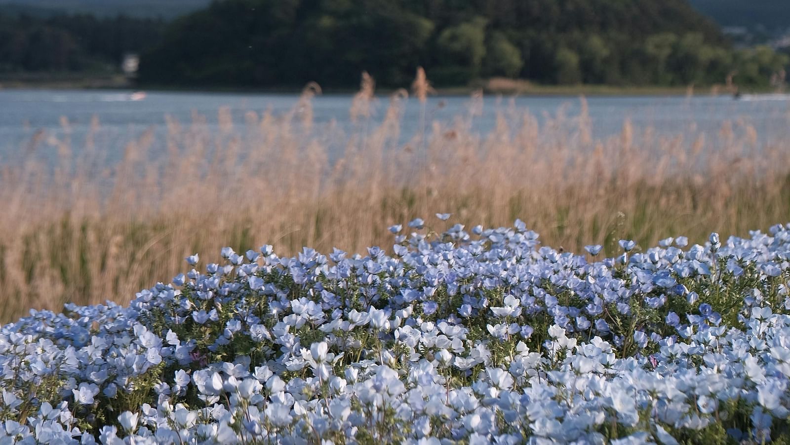 A field filled with flower blossoms, with a mountain view in the background.