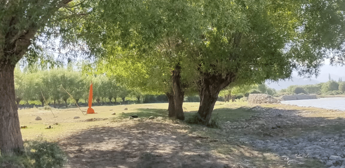 Mature willow trees providing a canopy over a grassy garden area at Indus Serenity Retreat.