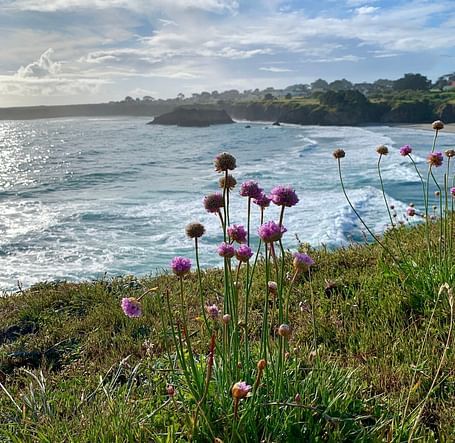 View from the mountain top with vibrant purple flowers in the foreground and a scenic view of the sea in the distance