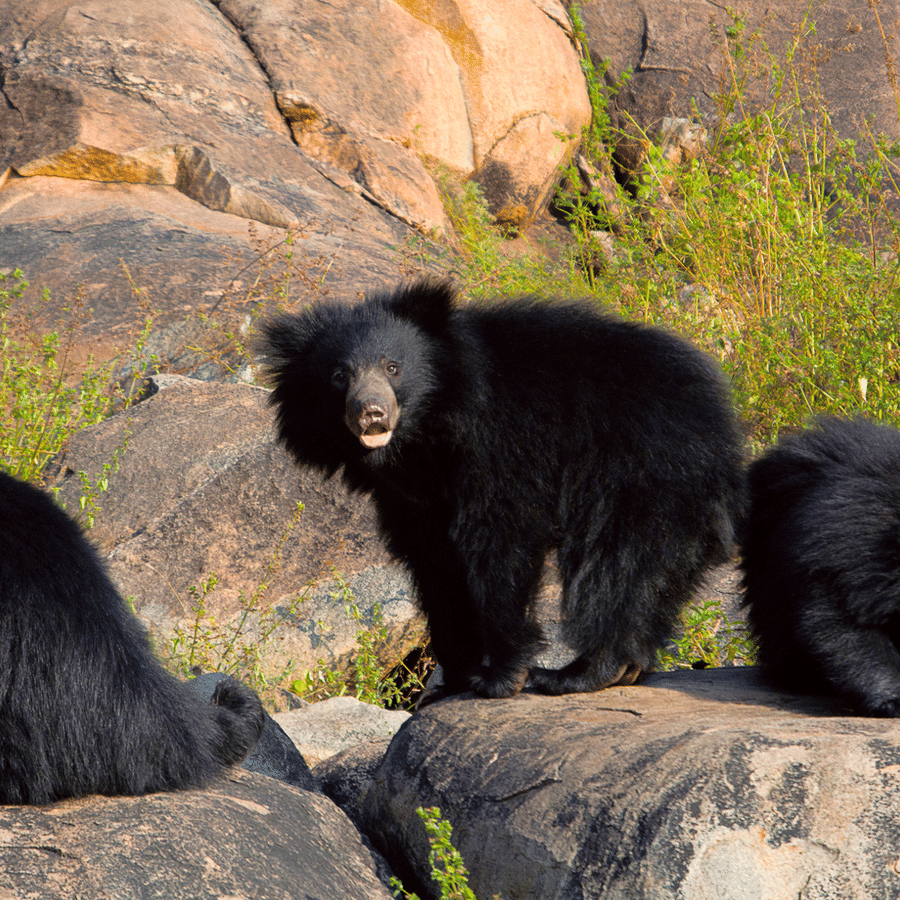 Daroji Wildlife