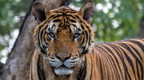 A tiger with black stripes and orange fur looks directly forward, with trees in the background.