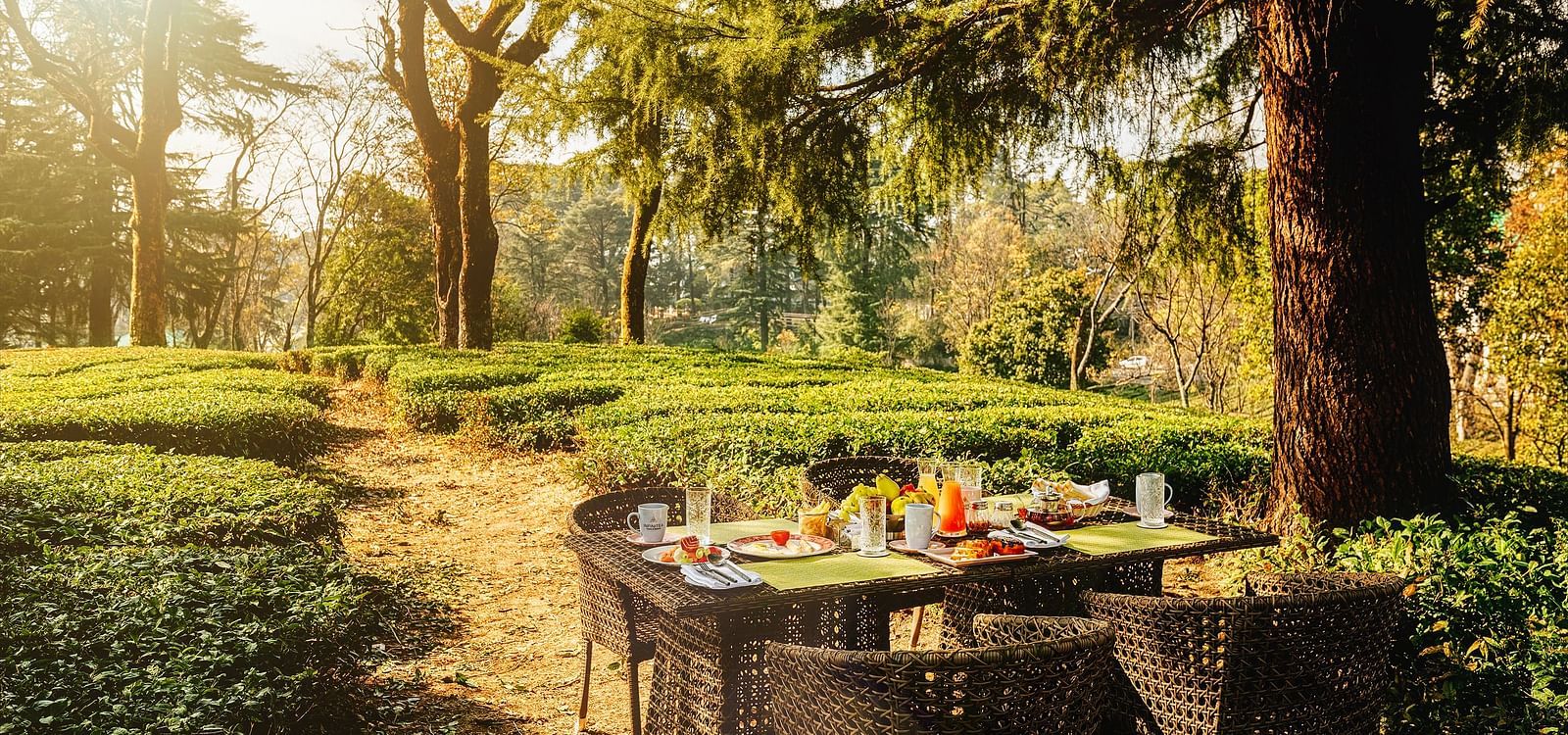 Dining arrangement amidst the greenery at INFINITEA Dak Bungalow, Palampur