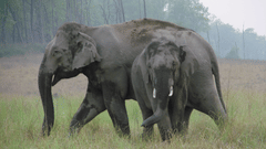 jungle safari jim corbett