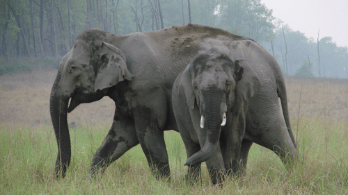 jungle safari jim corbett