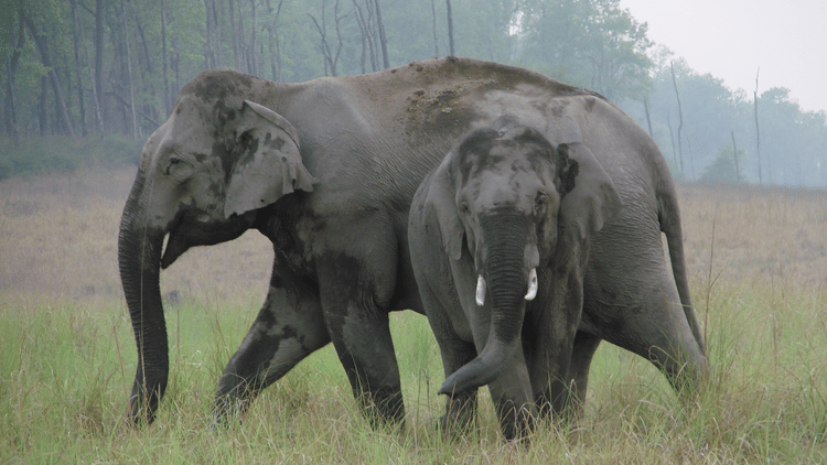 jungle safari jim corbett
