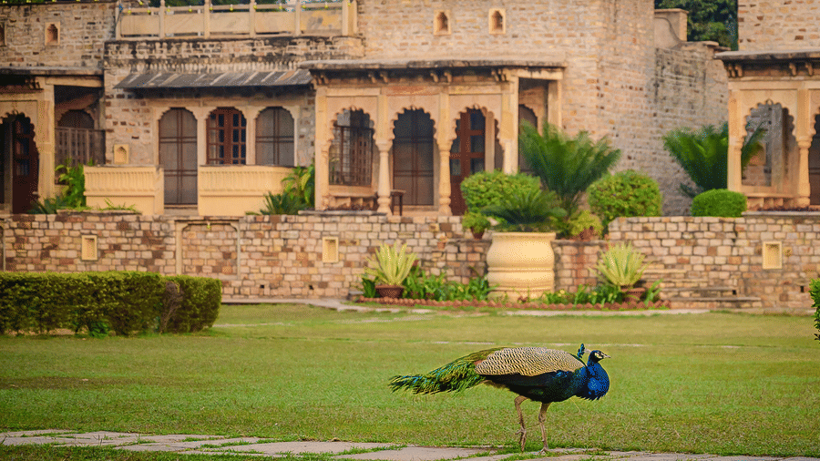 A peacock standing on a lush green lawn with a background of an old stone building with multiple arched doorways and a garden with some plants and trees - Deo Bagh - 17th Century, Gwalior