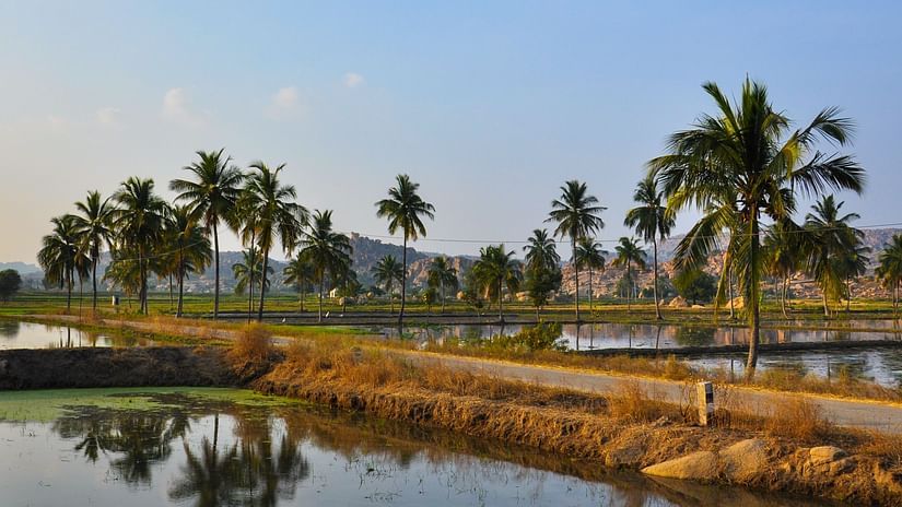 Palm trees with the hills in the backdrop at Betul