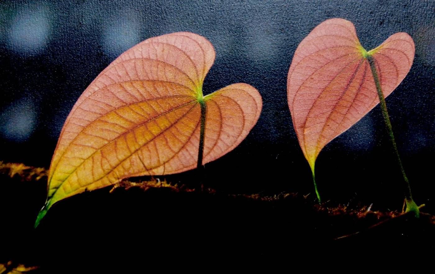 Close-up of pink and green leaves | Vythiri Resort, Wayanad