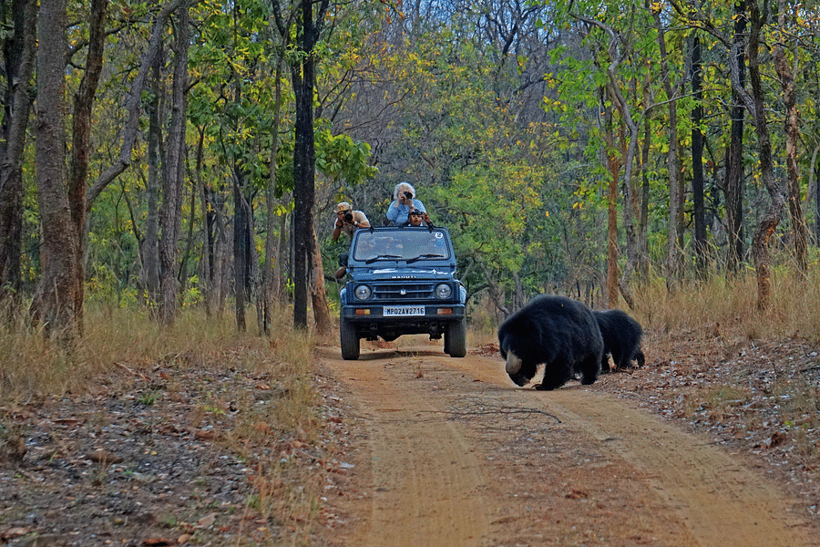 alt-text 4X4 Game Drive at Satpura National Park, Wildlife Safari at Satpura National Park, Wildlife Sanctuary close to our resort in Satpura, Drive through the Satpura National Park, Satpura Resort, Jungle resorts in Madhya Pradesh, Forest resorts in Madhya Prades
