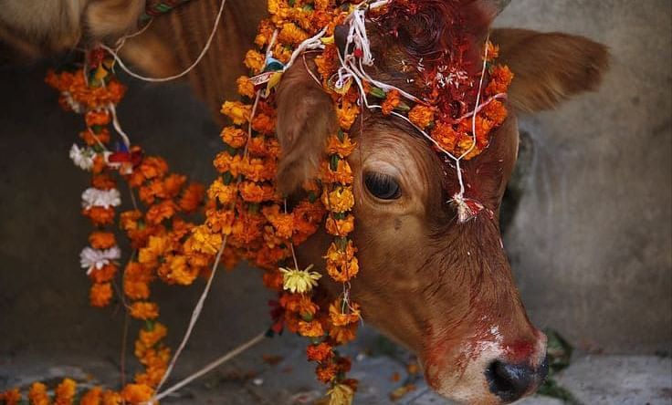 A close up shot of a cow with flower garlands around its neck