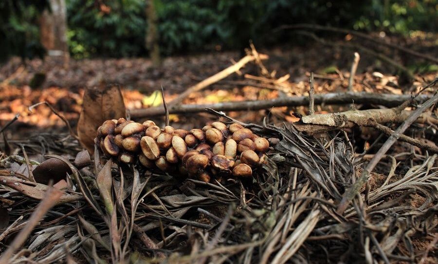 Kopi Luwak coffee beans in natural forest setting.