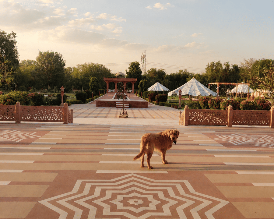 Golden sunrise over a patterned courtyard-Pet friendly holidays