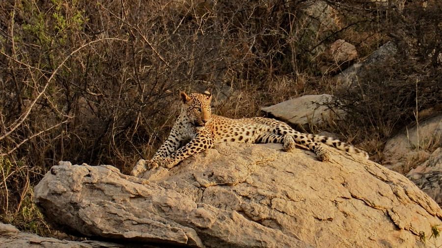 Leopard resting on a large rock, partially hidden among dry bushes.