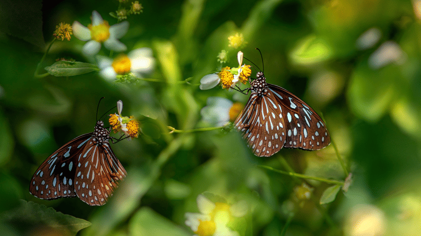 A close-up view of two patterned brown butterflies feeding on delicate white wildflowers in a soft-focus green setting.