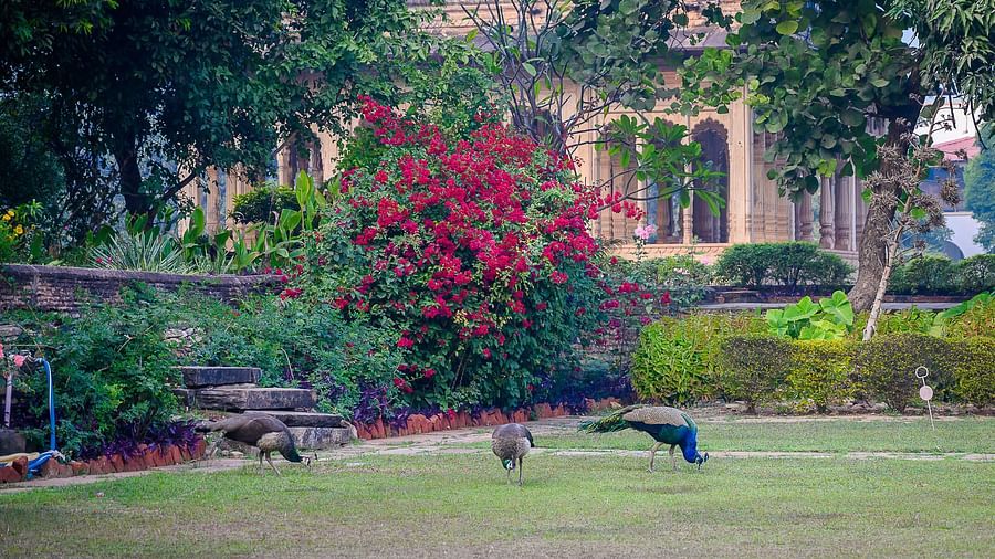 Deo Bagh - 17th Century, Gwalior - a peacock roaming around in the garden of the Gwalior resort