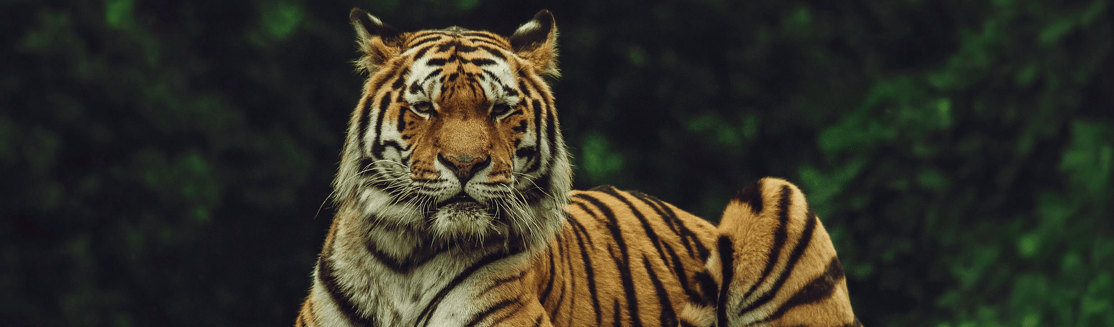 A tiger sitting on a tree stump with trees in the background.
