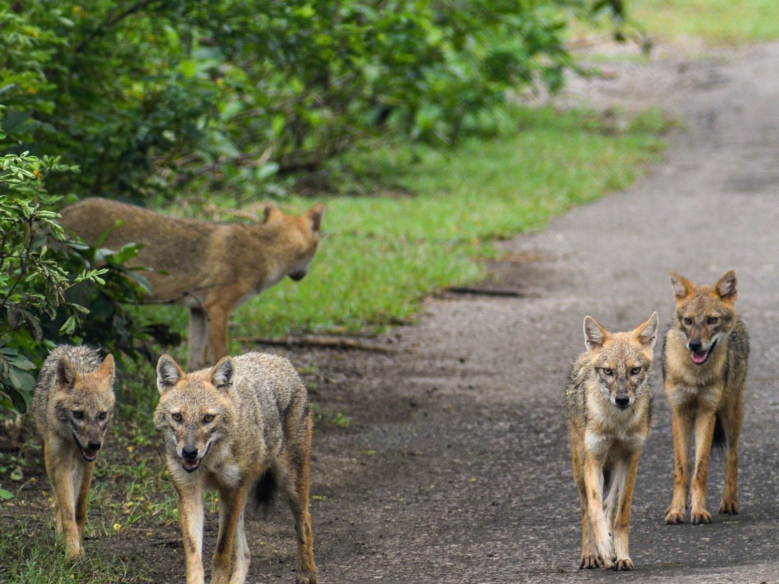 An image of a group of foxes walking on a forest road.