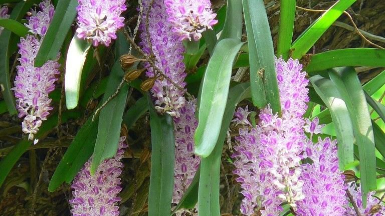 Rhynchostylis-Retusa-Flower-768x1024