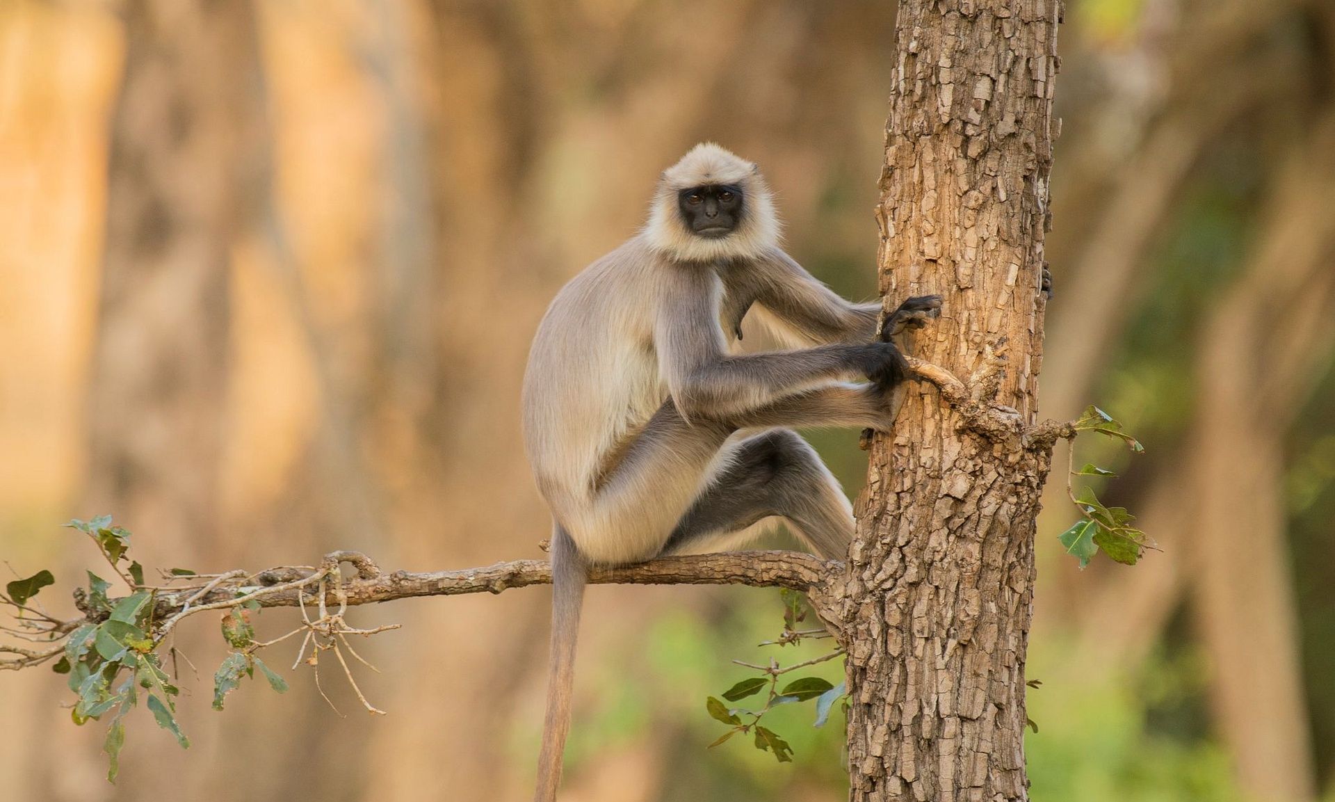 langur santosh saligram 2