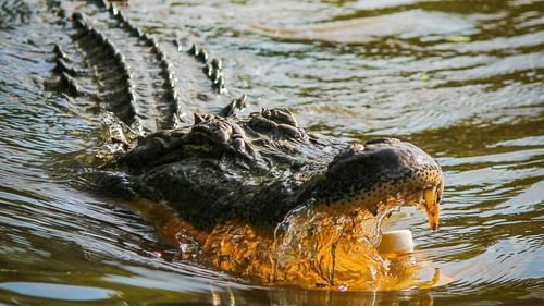 Image of a crocodile in the water