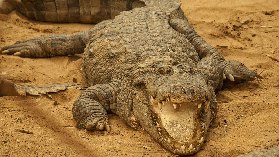 An image of a crocodile in a sand with its mouth open