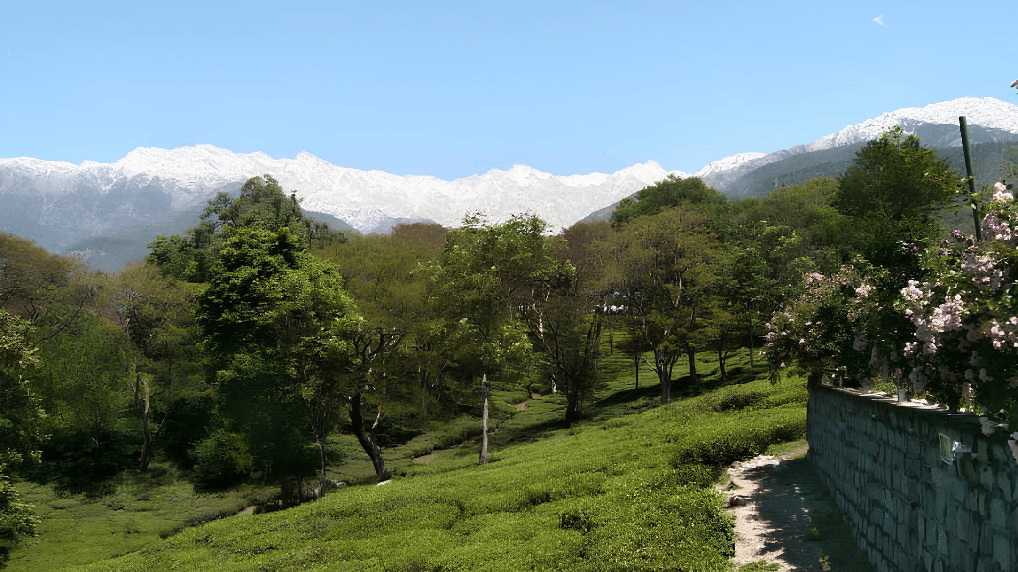 Private tea tasting experience at Lamrin Norwood Green - Luxury Boutique Hotel Palampur