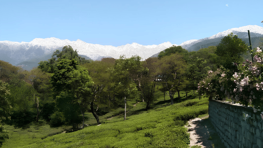 Private tea tasting experience at Lamrin Norwood Green - Luxury Boutique Hotel Palampur