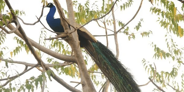Peacock perched on a tree branch at Karma Chalets.