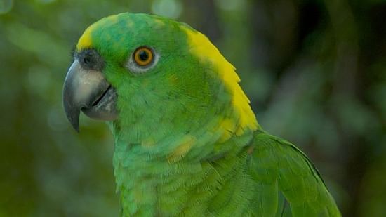 YELLOW NAPED AMAZON