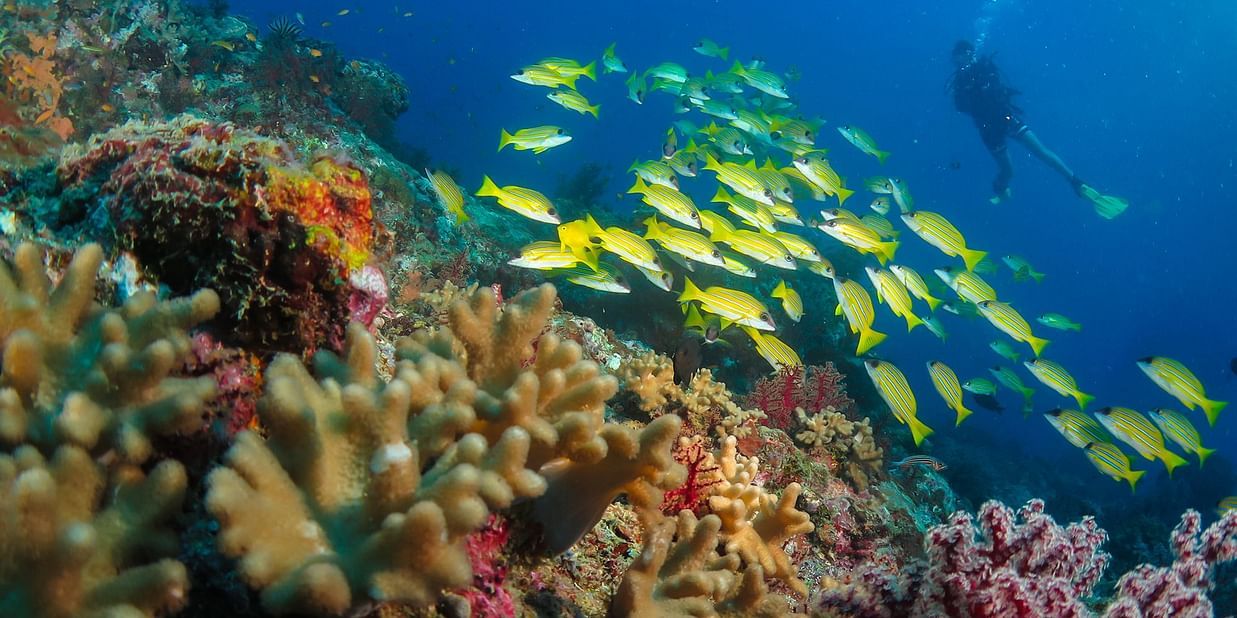 Fun diving know the dive sites