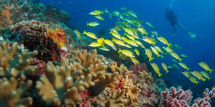 Fun diving know the dive sites