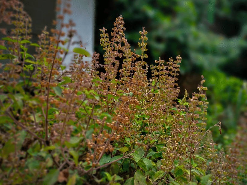 A tulsi plant with purple-brown flower spikes and green leaves growing in a garden