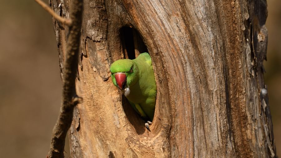 A  parrot perched inside a hole in a large tree trunk.