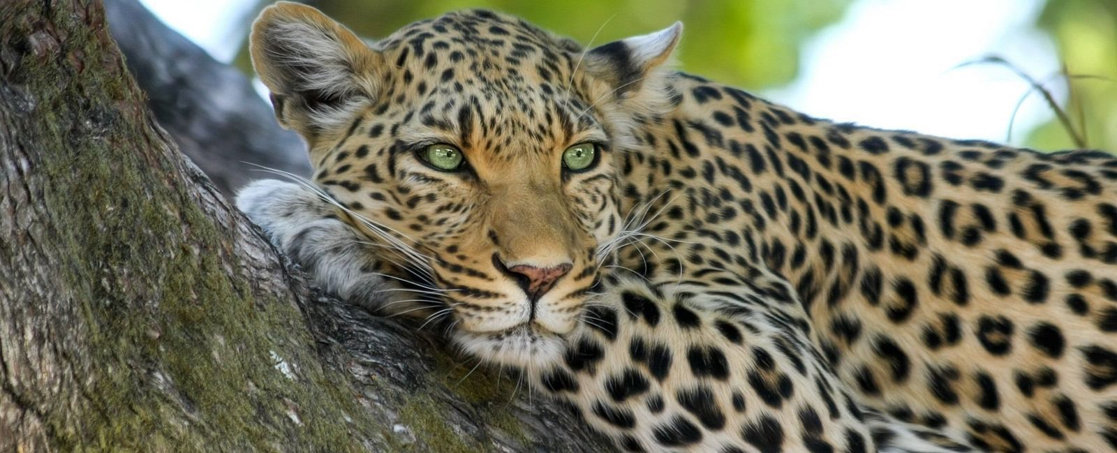 A close up of a leopard lying down on a tree trunk with greenery in the background.