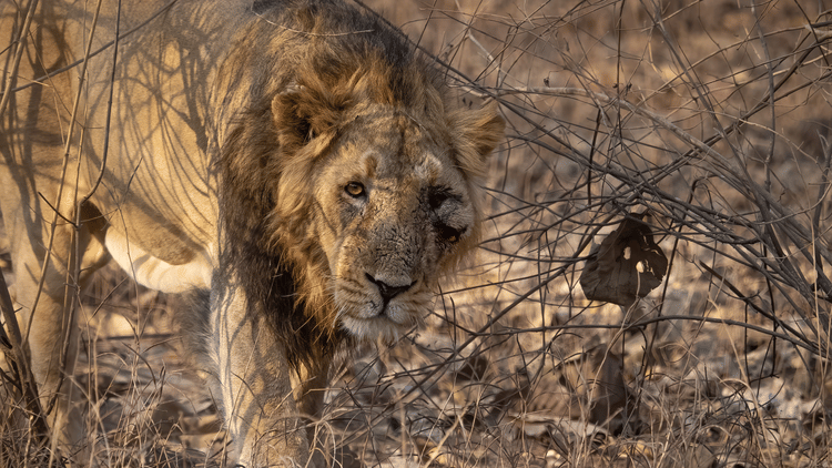  The dominant Rantanguna male injured in the battle