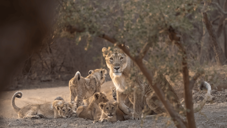 Family of Wild Cats 