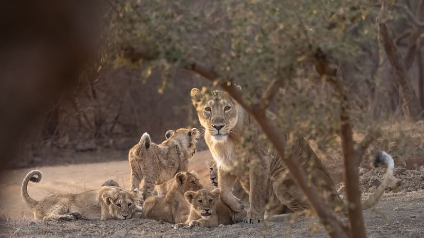 a lioness and her 4 cubs
