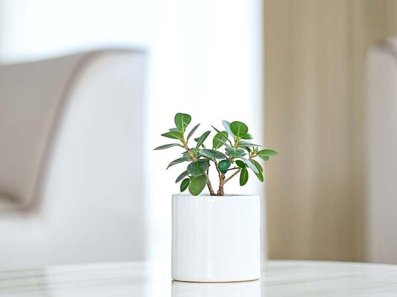 alt-text a plant vase on a table