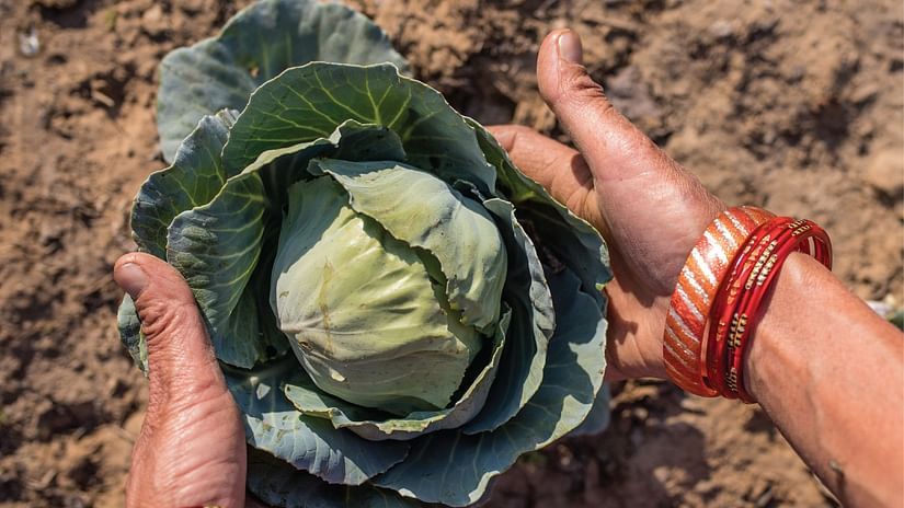 woman taking out a cabbage from ground on a farm - Karma Lakelands.