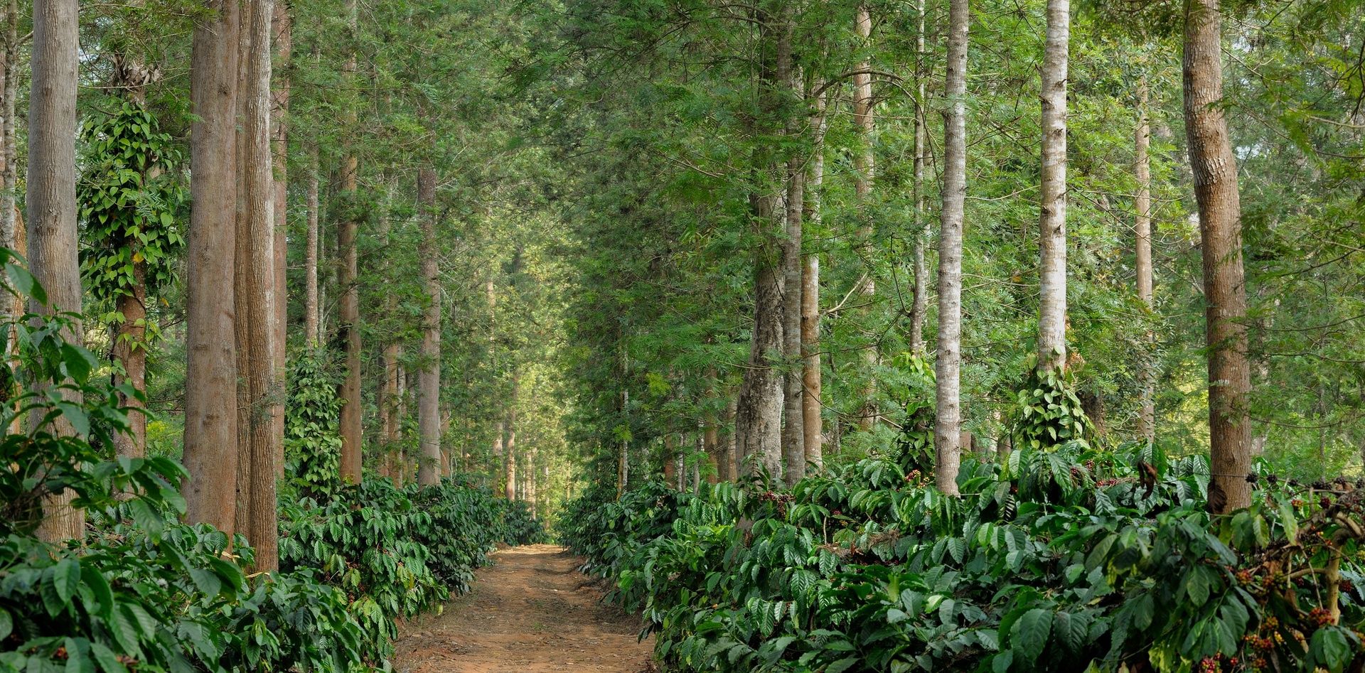Lush green coffee plantation with trees and dirt path.