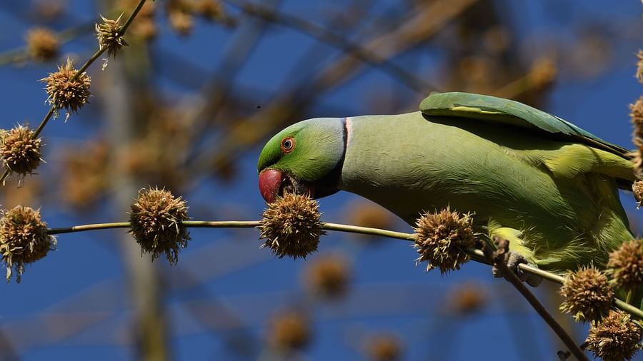 A  parakeet with a red beak perched on a branch with small brown buds against the sky.