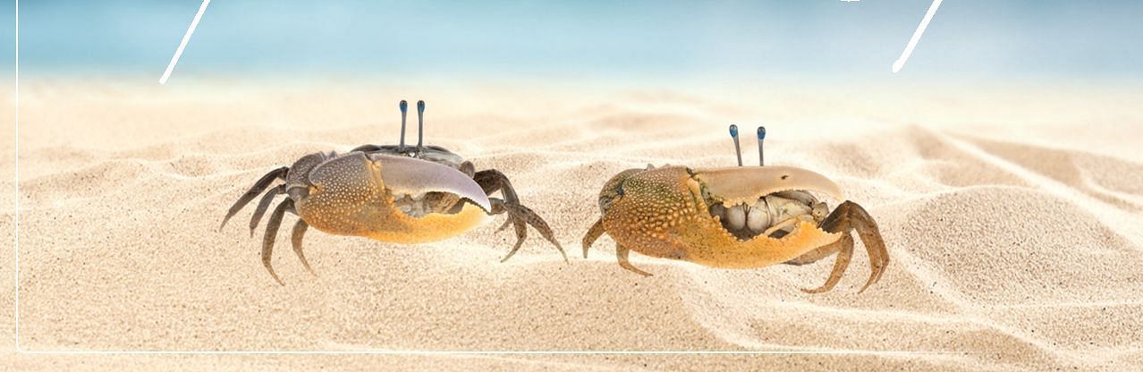 Two crabs on a sandy beach and it titled, Andaman vs Goa.
