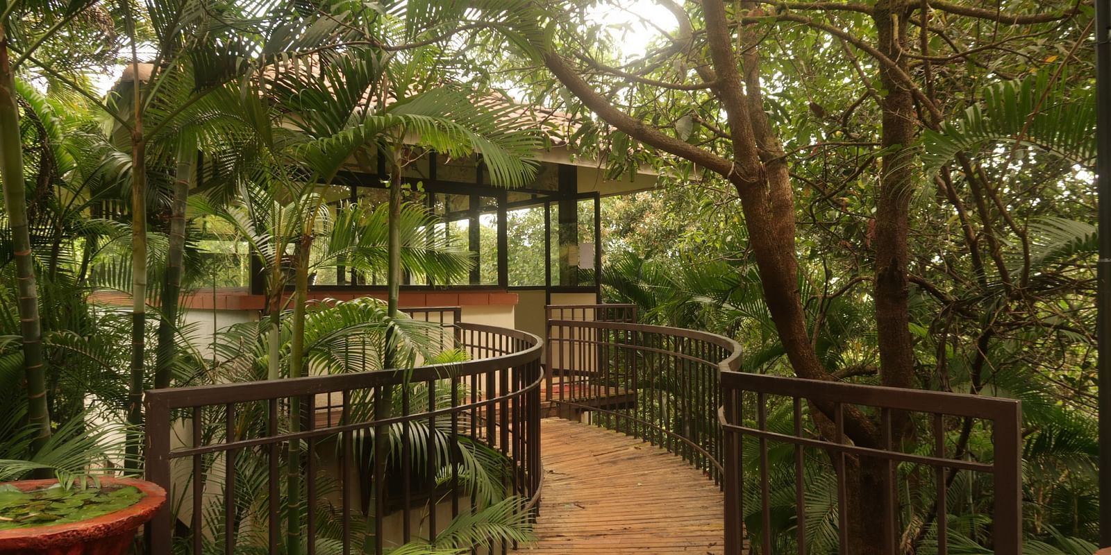 A wooden walkway meanders through a verdant, tree-filled area at Forest Escape resort.