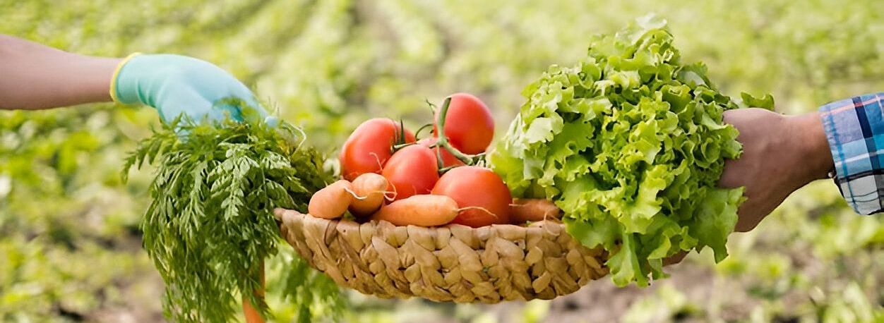 A person holding a basket of freshly harvested vegetables in a field.