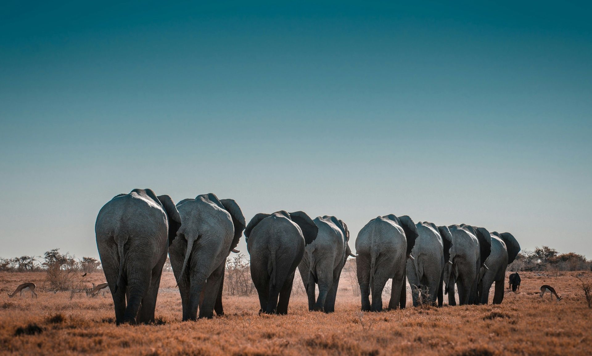 Herd of elephants walking across a grassy plain.